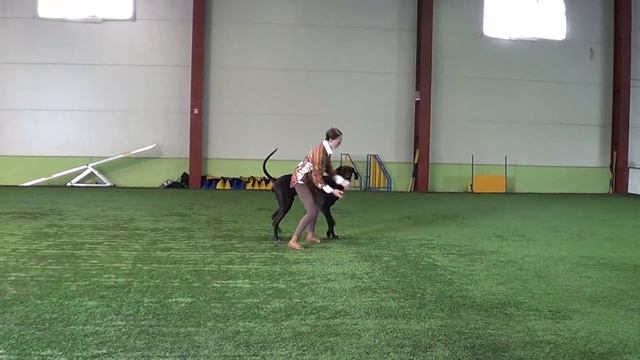 Открытый НТМ Десятова Надежда Владимировна и Альтаир Примус Лесной олень смотреть онлайн