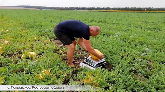 Желтый арбуз Боккадор F1 River Seeds. смотреть онлайн