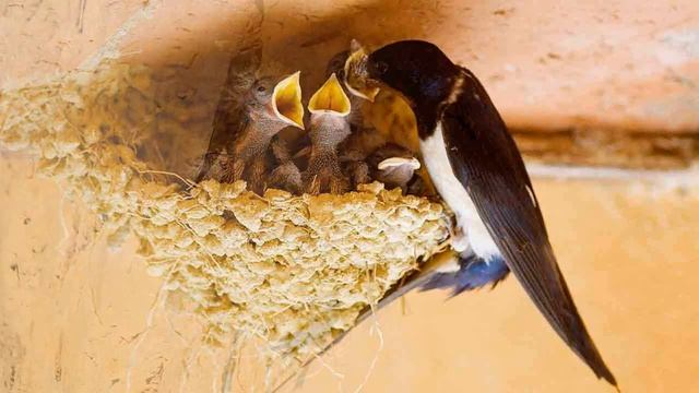 Мир животных. Ласточки. смотреть онлайн