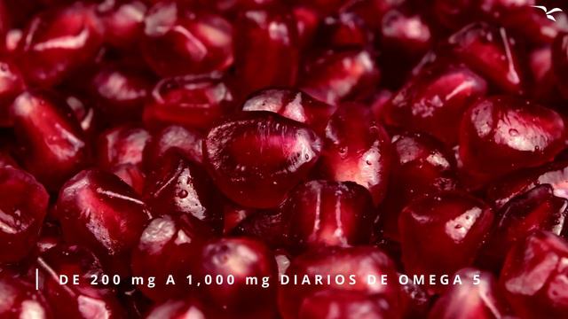 ¿Qué es el Omega 5? смотреть онлайн