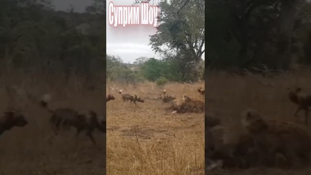 Гиены против Диких Собак смотреть онлайн
