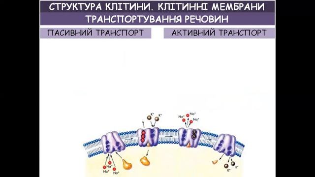 СТРУКТУРА КЛІТИНИ. КЛІТИННІ МЕМБРАНИ смотреть онлайн