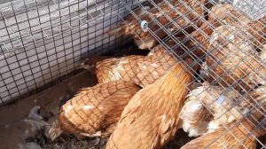 Продажа кур - молодок. Доставка. Цена: 500 рублей. Звонить: 8-916-385-23-39