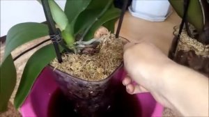 Паста ФИТОСПОРИН - М с ГУМИ, зачем я ее использую!! Полив орхидеи с Фитоспорином!