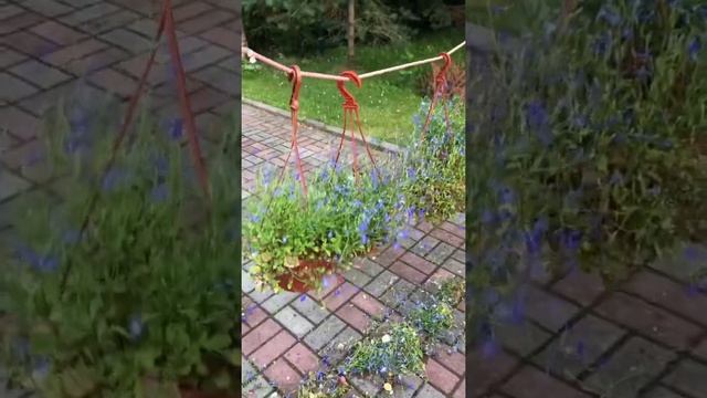 Лобелия Сапфир - неудача сезона 2022 - стрижка