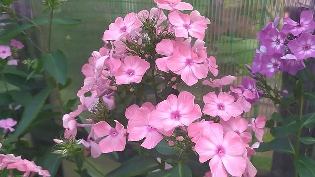 #303 флокс Лаура #флоксы #сад #дача #огород смотреть онлайн