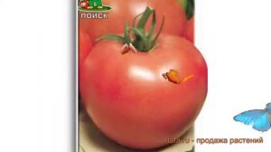 Томат обыкновенный Дикая роза (dikaya roza) ? Дикая роза обзор: как сажать, семена томата Дикая роз