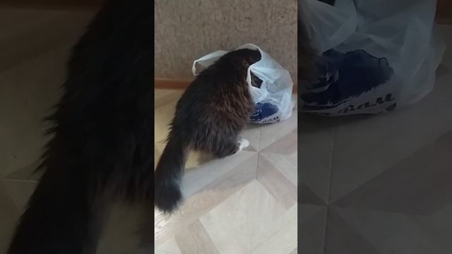 Наш главбух проверяет ,всё ли купили....?? смотреть онлайн