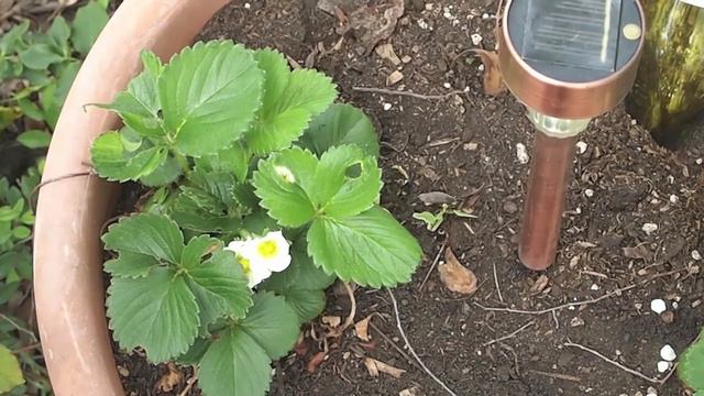 Container Garden Update 23 - More propagation, camphor seedlings and germinating Ficus benjamina смотреть онлайн