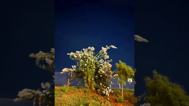Sem título (piano improvisation) смотреть онлайн