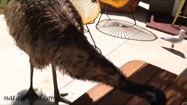 Эму атакует завтрак, Атака эму, Дикий эму в кафе, Эму в Австралии смотреть онлайн
