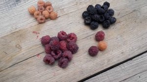 Сравнение трёх сортов ежемалины.