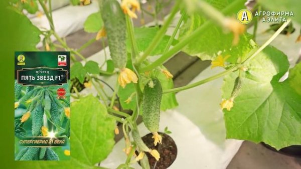 САМЫЙ УРОЖАЙНЫЙ огурец ПЯТЬ ЗВЕЗД F1