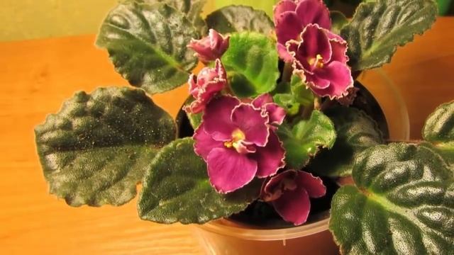 СЕНПОЛИЯ (Фиалка Узамбарская). Секреты и особенности ухода. смотреть онлайн