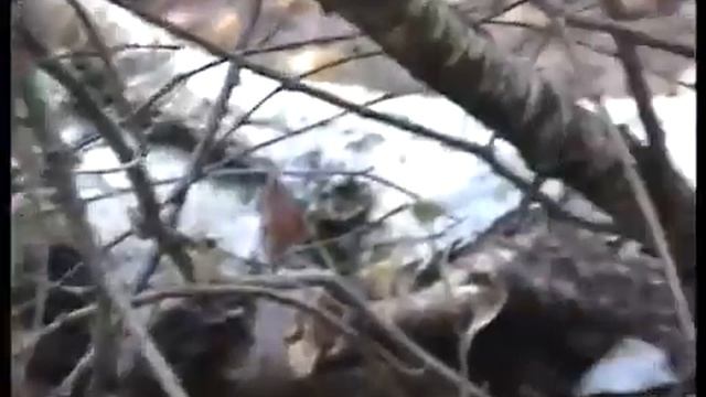 Лес Черная Грязь. смотреть онлайн