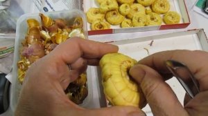 Гладиолусы, Пора СРОЧНО будить луковицы. Как прорастить