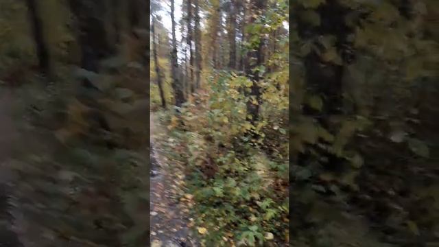 Лесопарк и Хатя скай терьер смотреть онлайн