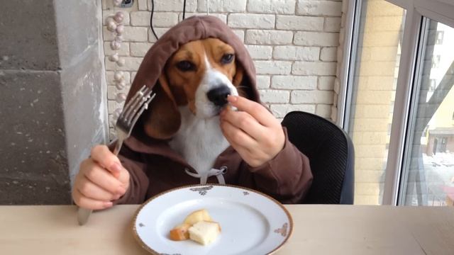 Моя Собака Ест Вилкой (Бигль) My Dog Eats with Fork смотреть онлайн