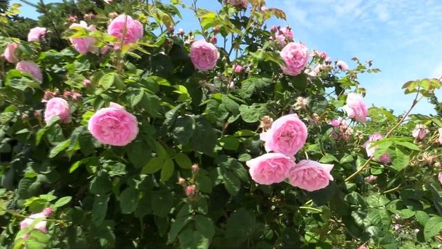 РАСПУСТИЛАСЬ В САДУ РОЗА ЧАЙНАЯ (Tea Rose) смотреть онлайн