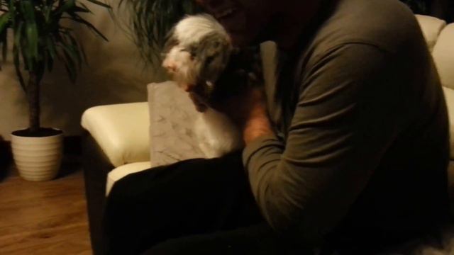 shi tzu bono глотает сосиску смотреть онлайн