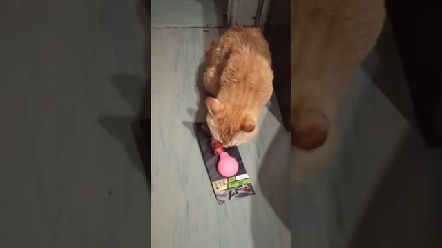 Реакция котика на велосипедный гудок смотреть онлайн