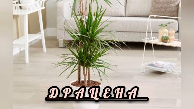 комнатные цветы,которые приносят удачу,деньги, счастье и семейное благополучие в дом.ЭТО ВАЖНО ЗНАТ