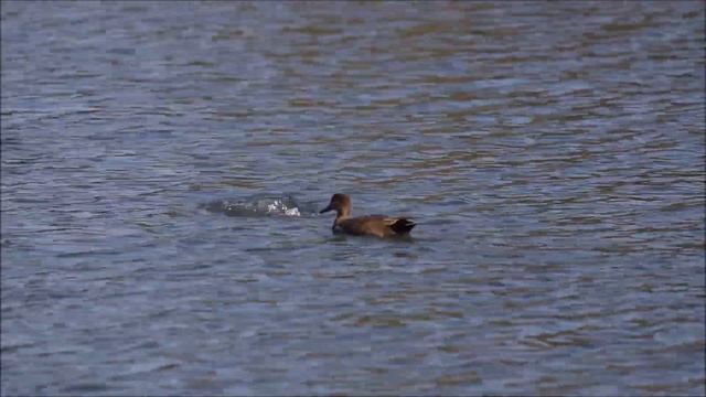 Cерая утка таскает траву у лысух. В конце - малая поганка /Common coots, Gadwall duck, Little grebe смотреть онлайн