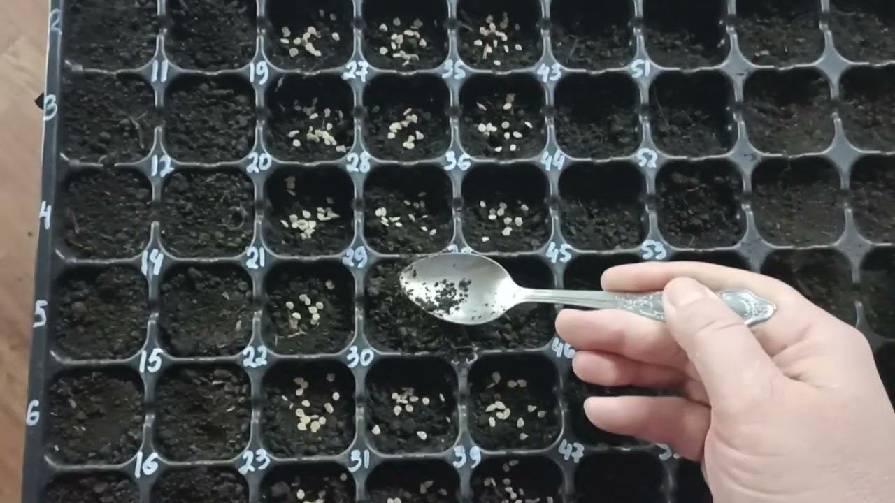 27 марта 2023 года. посев семян томата на рассаду для выращивания помидоров в открытом грунте. смотреть онлайн