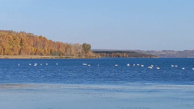 Лебеди на озере Кандрыкуль смотреть онлайн