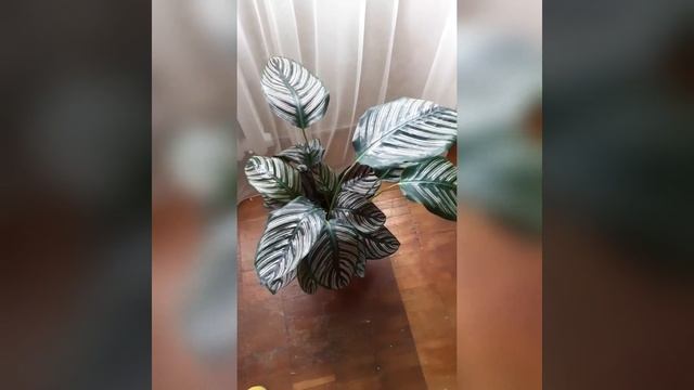 Калатея орната сандериана ? Новинка в коллекции ? смотреть онлайн