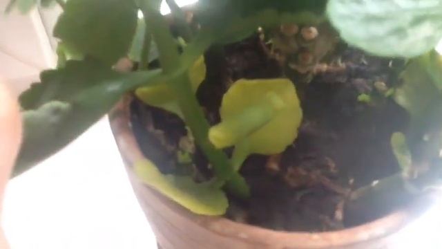 Когда обрезать каланхоэ. Когда пересаживать. *ЕленаТ* смотреть онлайн