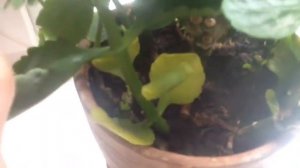 Когда обрезать каланхоэ. Когда пересаживать. *ЕленаТ*