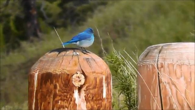 Mountain Bluebird (Sialia currucoides), Charles M. Russell NWR, Montana, USA смотреть онлайн