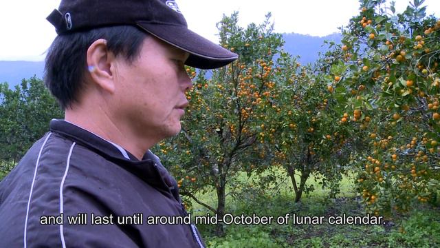 Calamondin Beyond Sweet Taiwan Leisure Farms Development Association Full HD 5 Minutes смотреть онлайн