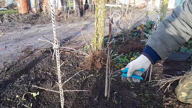 Крыжовник Пакс: о сорте и как посадить и сформировать в виде деревца смотреть онлайн