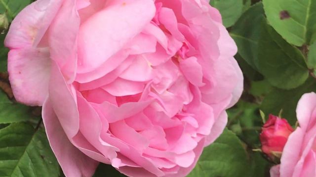 Rosier Grimpant 'Bourbon' 'Blairii No II' Remontrance de fragrance смотреть онлайн