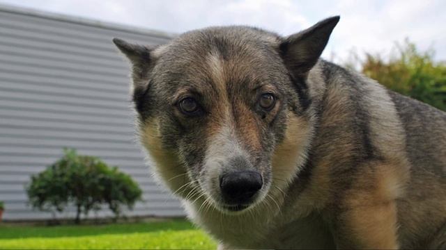 Swedish Vallhund - TOP 10 Interesting Facts
