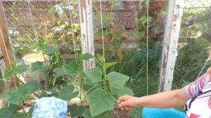 Формирование куста и пасынкование Огурцов в теплице!