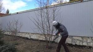 Обрезка деревьев на примере Рябины обыкновенной