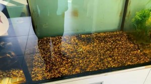 Акриловый аквариум. Огромный аквариум с сомами.