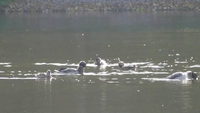 Москва.Парк Люблино.Moscow.Lublin Park. смотреть онлайн