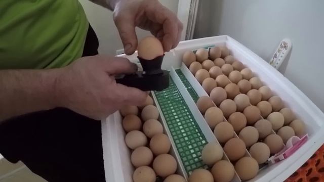 Определяем качество инкубационного яйца - ZOLOTYERUKI смотреть онлайн