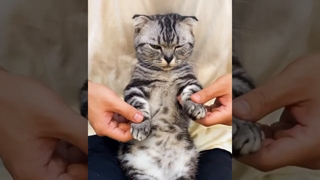 410331476_245612003_457842782272734_83592355323360.mp4 смотреть онлайн