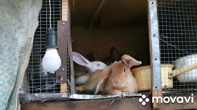 #Ейск?Вопрос - ответ. Межкомнатные двери" Гармошка" Братья - кролики. В гостях на Воднике! смотреть онлайн