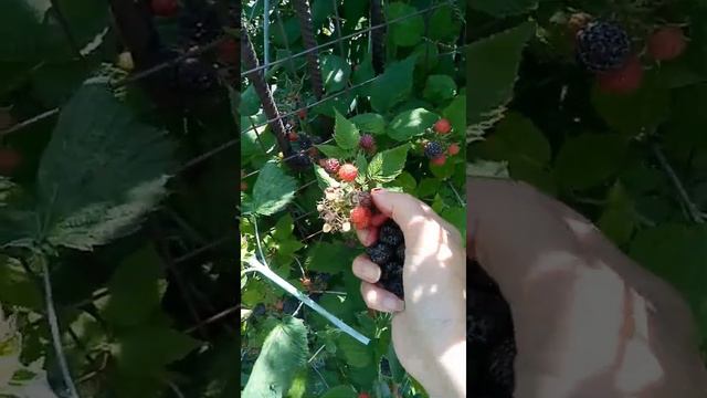 Сбор ежевики у бабушки👍 смотреть онлайн