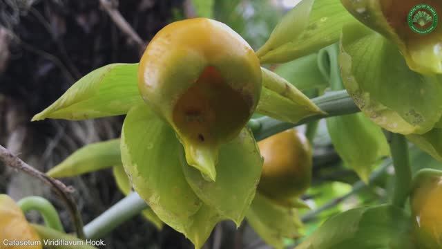 Catasetum Viridiflavum Hook. | Orchids | ?? Panama |