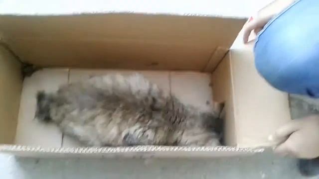 Спасение кошки/кошка умирает/#масяживи смотреть онлайн