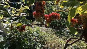 кишмиш Ледяная красавица 2021 год