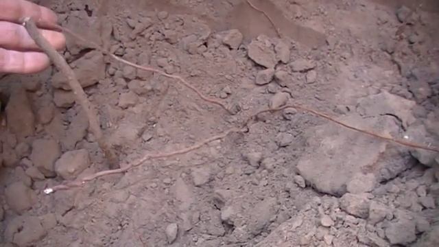 Заміна методом корчування одного куща винограду на інший.Куди ж прагнуть рости корені винограду? смотреть онлайн