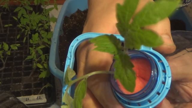 Выращивание помидоров вверх ногами или вниз головой. Необычный способ выращивания томатов